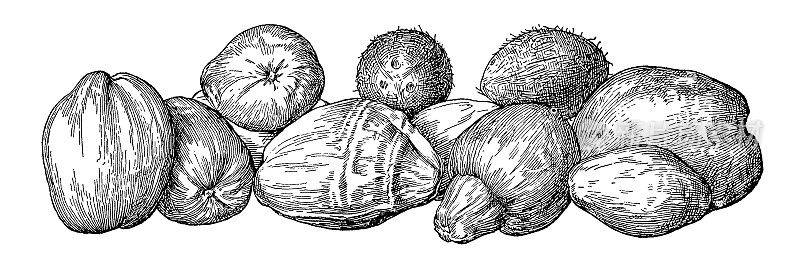 椰子|古董植物插图